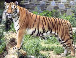 harimau adalah jenis kucing terbesar dari spesiesnya le
