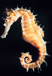 kuda laut-Hippocampus